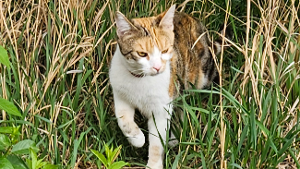 Lost Pet: Phoebe