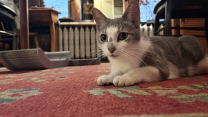 Lost Pet: Micek