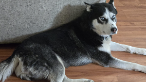 Lost Pet: DRAKE