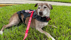 Lost Pet: Gitsie