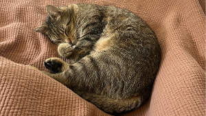 Lost Pet: Nugget
