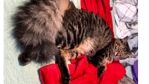 Lost Pet: Cosmo