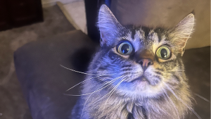 Lost Pet: Madam