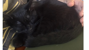 Lost Pet: Tuna