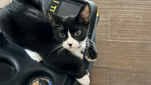 Lost Pet: Boots