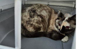 Lost Pet: Dolly