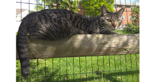 Lost Pet: Katniss