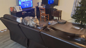 Lost Pet: River