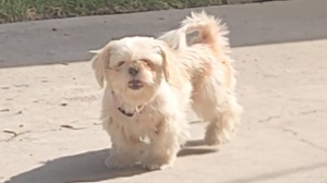 Lost Pet: Lola