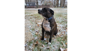 Lost Pet: Chevy