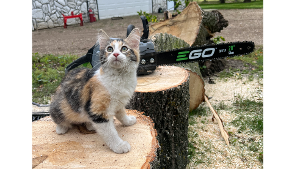 Lost Pet: Nova 