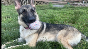 Lost Pet: Amelia