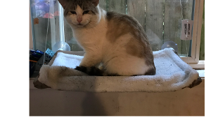 Lost Pet: Blue