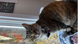 Lost Pet: Lucy