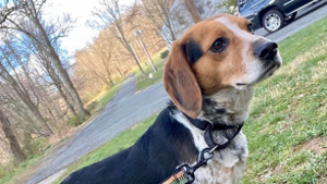 Lost Pet: Weller