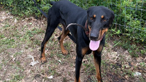 Lost Pet: Rocky