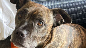 Lost Pet: Fatboy
