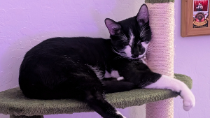 Lost Pet: Jiji
