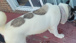 Lost Pet: Prissy