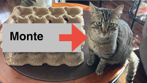 Lost Pet: Forrest/Monte