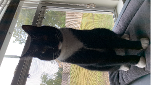 Lost Pet: Oreo