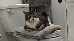 Lost Pet: Jack