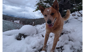 Lost Pet: Archer