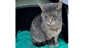 Lost Pet: Cosmo