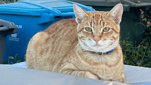 Lost Pet: Simba