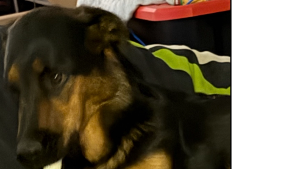 Lost Pet: Meeko