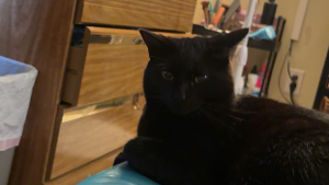 Lost Pet: Luigi (weegee)