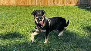 Lost Pet: rotty