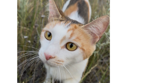 Lost Pet: Zumi