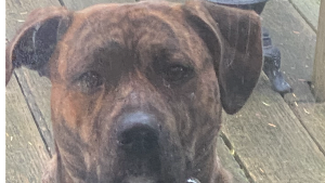 Lost Pet: Noah