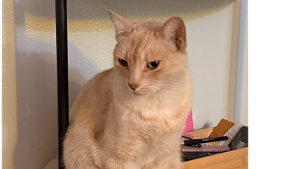 Lost Pet: Martin
