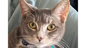 Lost Pet: Socks