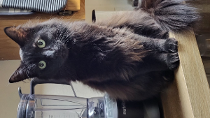 Lost Pet: Loki