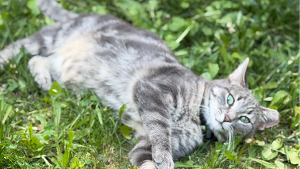 Lost Pet: Curious