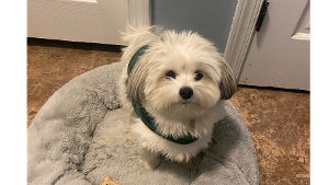 Lost Pet: Krisspy