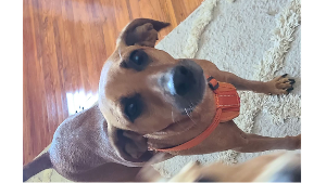 Lost Pet: Lucky