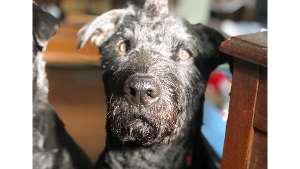 Lost Pet: Remi