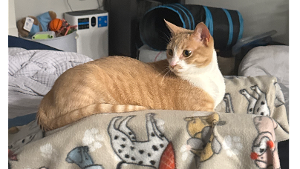 Lost Pet: Matilda