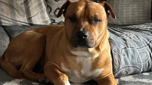 Lost Pet: Brutw