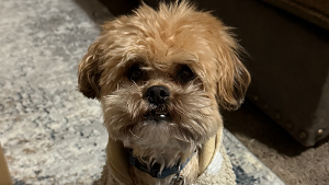 Lost Pet: Drogo zuniga