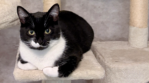 Lost Pet: Scout