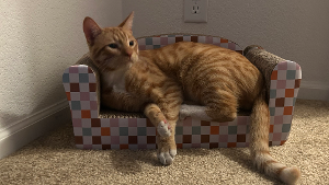 Lost Pet: Sunny