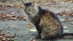 Lost Pet: Puk Puk
