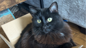 Lost Pet: Vader