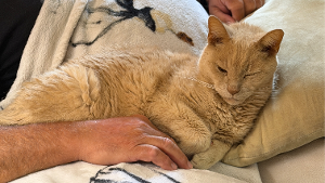 Lost Pet: Lucky
