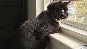 Lost Pet: Willow